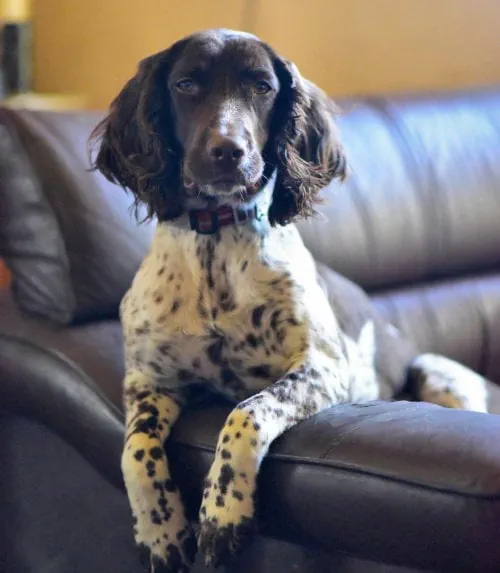 springer spaniel waiting to be walked