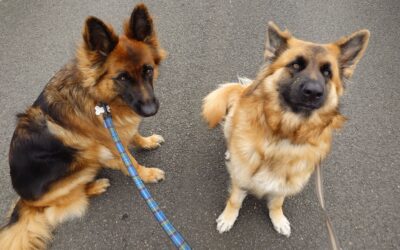 two german shepherds sitting on a road