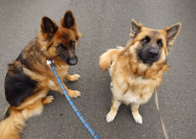 two german shepherds sitting on a road