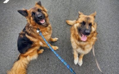 two german shepherds sitting while on lead