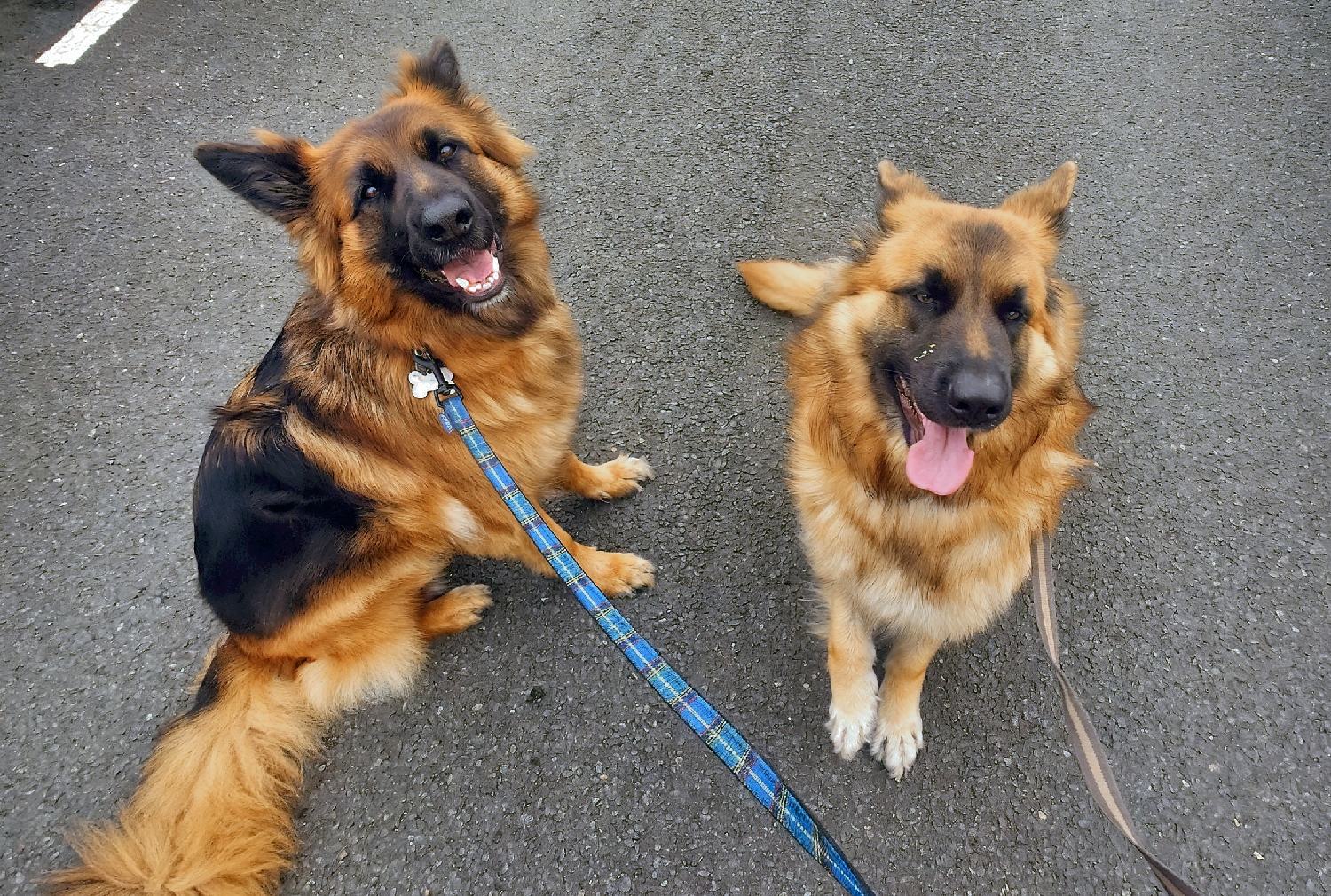 susi and lola sitting two german shepherds sitting while on lead