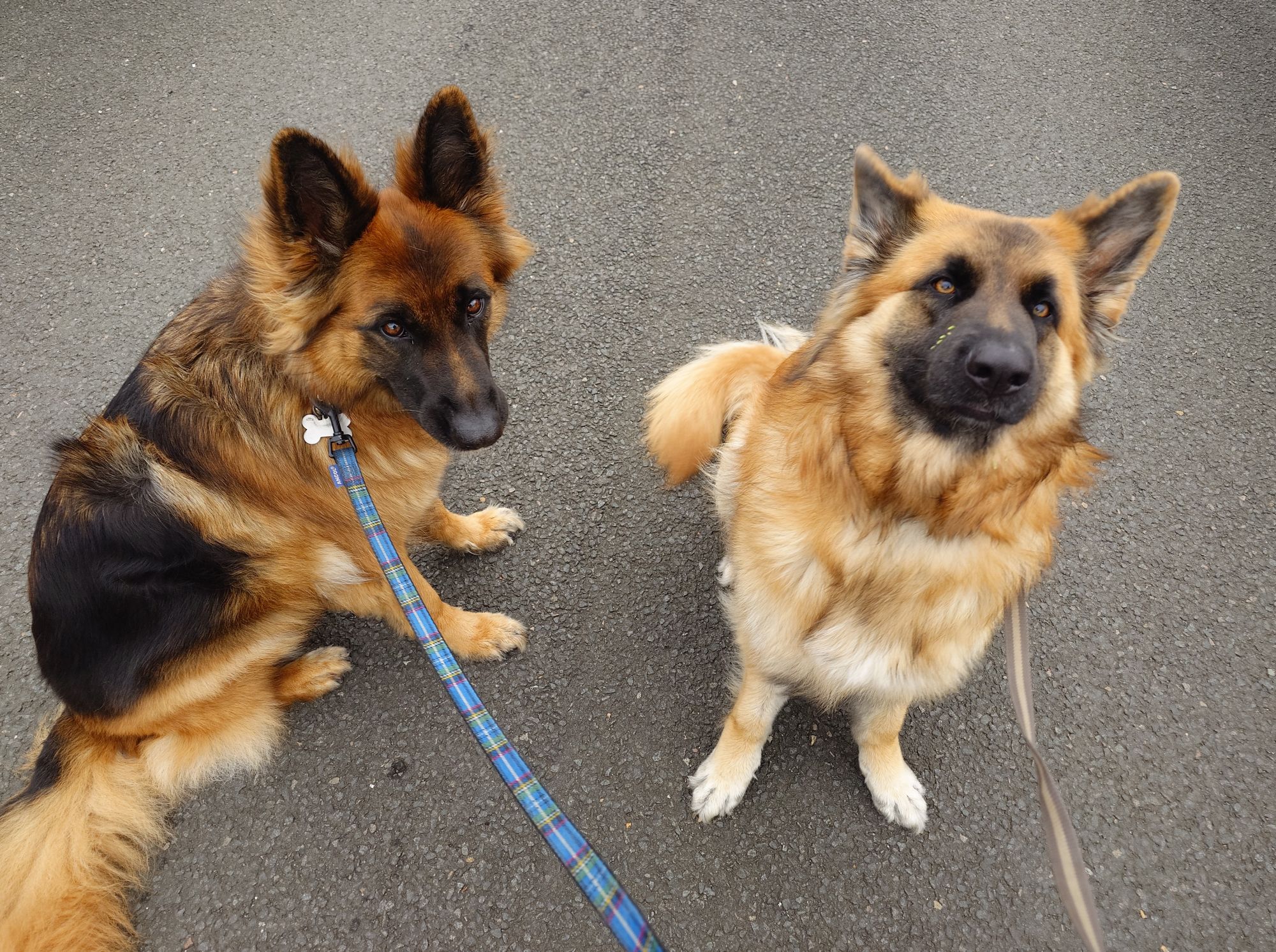 susi and lola two german shepherds sitting on a road