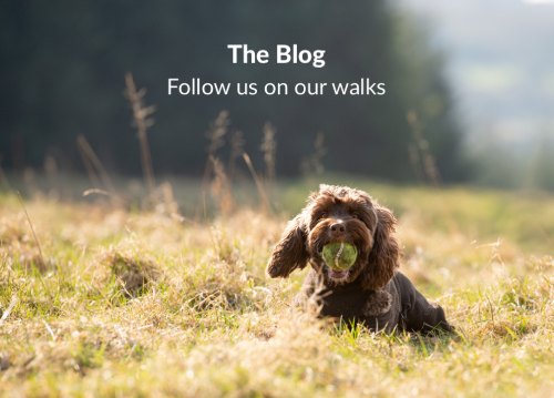 cockapoo with tennis ball in mouth