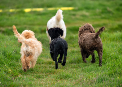 pack of small dogs