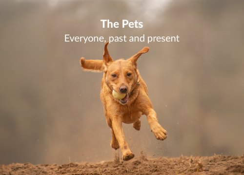 red fox labrador running on the sand