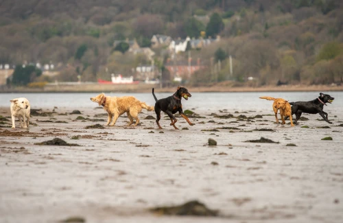 pack of dogs on the beach