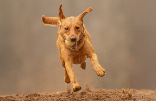 red fox labrador running on a sandy beach