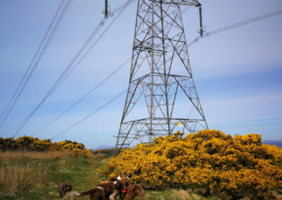 dogs next to a pylon