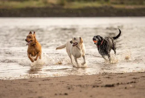three Labradors running on the coastline