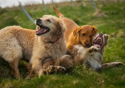 three dogs playing in the grass