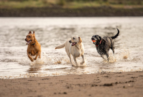 three labradors at Erskine beach