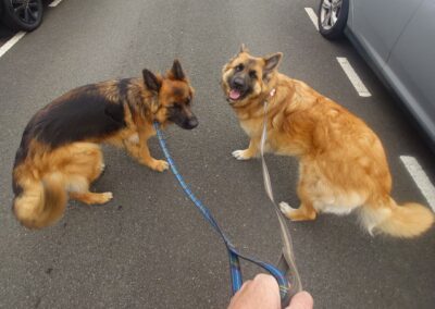 two german shepherds on a lead walk