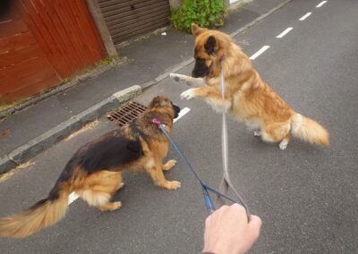 two german shepherds wanting to play on lead