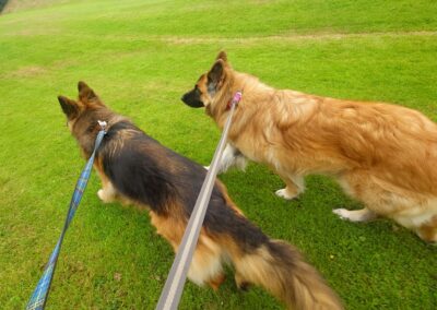 dog walking two german shepherds on grass