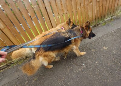 dogs walking past a fence
