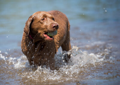 Chocolate labrador with ball