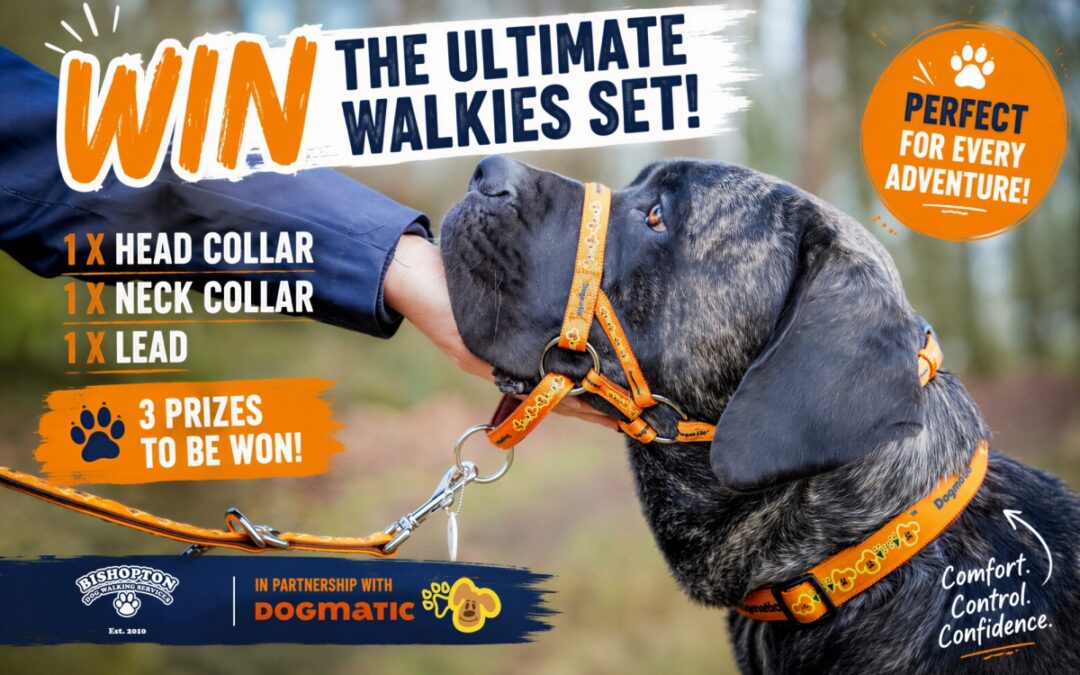 Win a Dogmatic Headcollar, Collar & Lead Bundle!