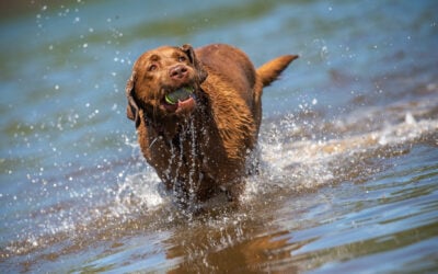 Chocolate lab portrait