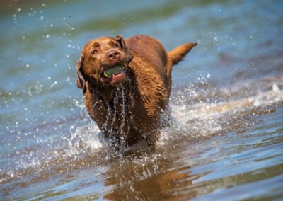 Chocolate lab portrait