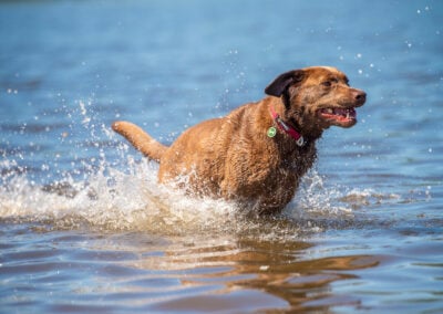 Chocolate lab running in water
