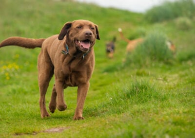Chocolate labrador photo