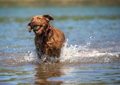 chocolate labrador in water
