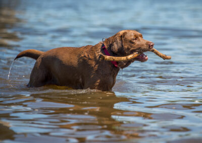chocolate labrador with stick