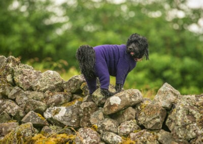 Tibetan terrier on stone wall