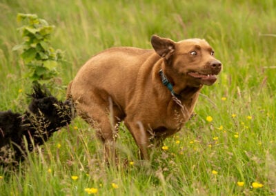 chocolate labrador running