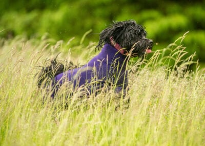 tibetan terrier running
