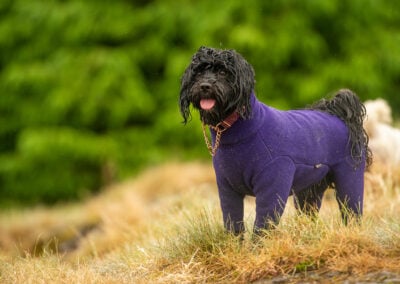 Tibetan terrier wearing equafleece
