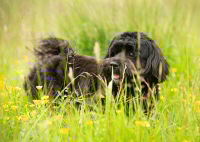 black tibetan terrier