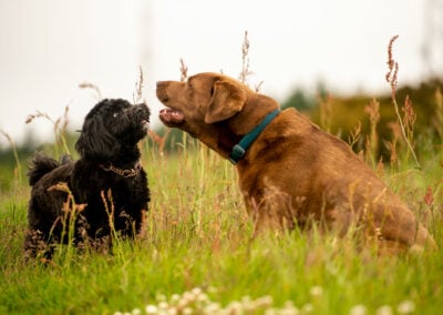 tibetan terrier and chocolate labrador
